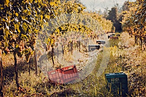 Farm with grapeyard and workers box for harvesting grape. Green valleys of grape bushes