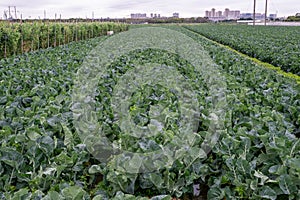 The farm is a green vegetable field produced by industrialization, with neat rows of vegetables