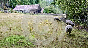 Farm with Grey Troender sheep grazing