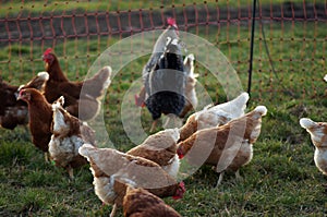 Farm Happy Chickens in the Willow