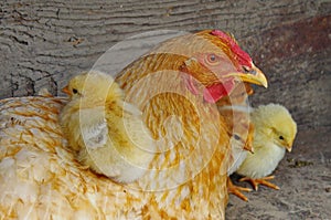 Farm. Hen with cute chicks