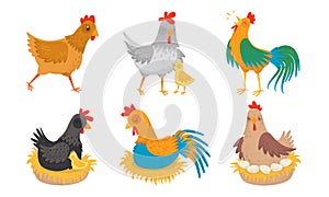 Farm Hen and Rooster with Baby Chicken Vector Illustration Set