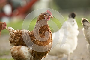 Farm hens