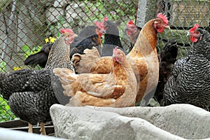 Farm hens