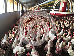 Farm of hens and roosters destined to the production of fertilized eggs to give broilers