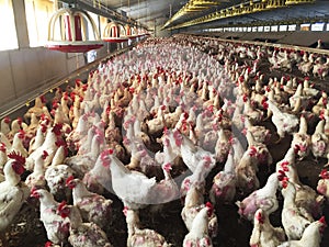 Farm of hens and roosters destined to the production of fertilized eggs to give broilers