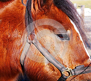 Farm horse close up