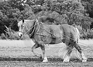 Farm horse on a field