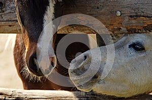 Farm. Horse friends