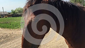 Farm horse grazing in a green field