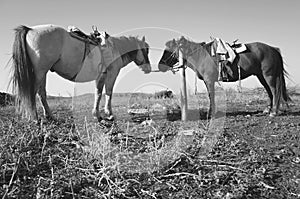 farm horse in inner mongolia
