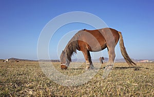 Farm horse in inner mongolia
