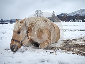 Farm horse laying in snow in winter day