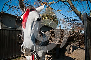 Farm horse portrait