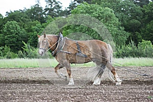 Farm horse at work