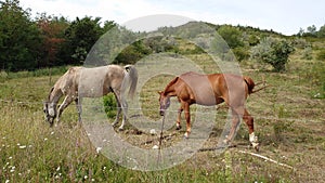 Farm horses eating grass on the meadow