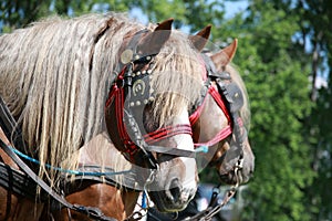 Farm horses fitted with beautiful handmade harness against green