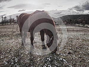 Farm horses on a muddy meadow