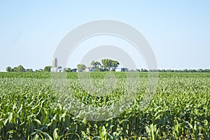 Farm House in Beautiful Green Cornfield