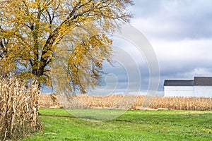 Farm house with corn field in the foreground