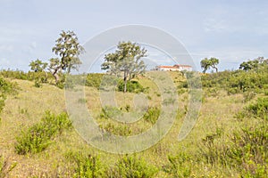 Farm house with cow, Cork tree forest and Esteva flowers in Vale