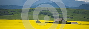 Farm house in field of canola