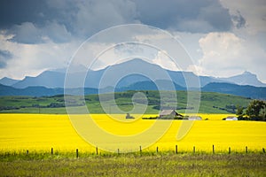 Farm house in field of canola