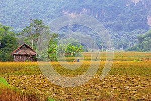 Farm house harvest rice fields agribusiness, Mai Chau, Vietnam
