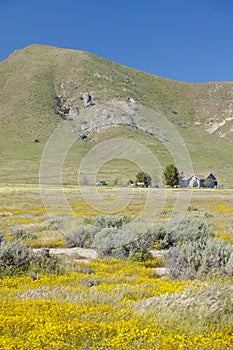 A farm house surrounded by spring yellow flowers, desert gold and various flowers in the Carrizo National Monument, Southern Calif
