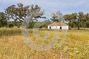 Farm house and trees in Vale Seco, Santiago do Cacem