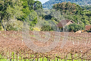 Farm house and vineyard in Gramado