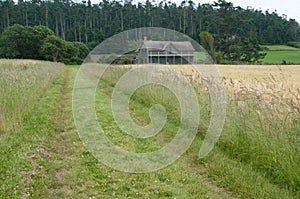 Farm house in a wheat field