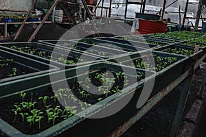 a farm inside the solar greenhouse