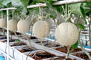 Farm is Japanese Melon Plants in Greenhouse. Line of Green Melon plant Growing in Organic Garden