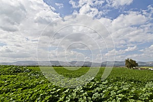 Farm in Jordan in spring