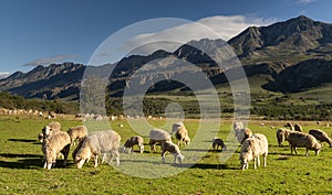 Farm in the Karoo with old rural houses and the swartberg mountains in south africa,