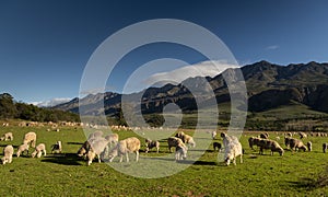 Farm in the Karoo with old rural houses and the swartberg mountains in south africa,