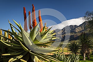 Farm in the Karoo with old rural houses and the swartberg mountains in south africa,