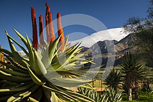 Farm in the Karoo with old rural houses and the swartberg mountains in south africa,