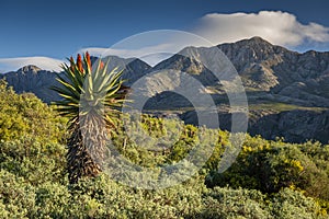 Farm in the Karoo with old rural houses and the swartberg mountains in south africa,