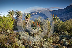 Farm in the Karoo with old rural houses and the swartberg mountains in south africa,