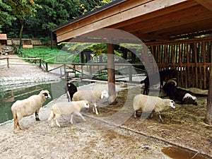 The Farm or Kmetija - Zoo Ljubljana Zivalski vrt Ljubljana, Slovenia Slovenija photo