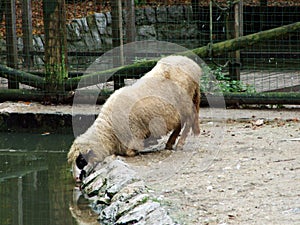 The Farm or Kmetija - Zoo Ljubljana Zivalski vrt Ljubljana, Slovenia Slovenija