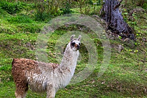 Farm of lamas. New Zealand