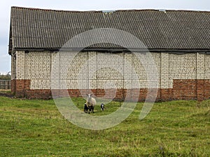 Farm. Lamb with offspring grazing in meadow