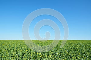 Farm Land Crops and Vivid Blue Sky