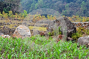 Farm land ,large boulders on top of natural levees