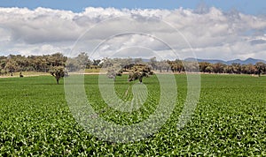 Farm land near Quirindi