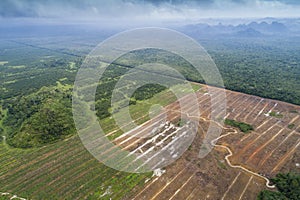 Farm land next to Jungle aerial survey