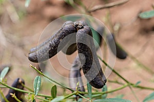 Farm Land Shamba Agriculture Fields Meadows Nature Plant Trees Generic Vegetation In Kakamega County In Kenya East Africa